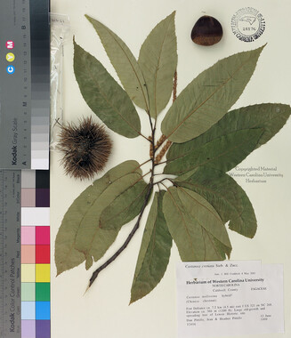wcu-herbarium12