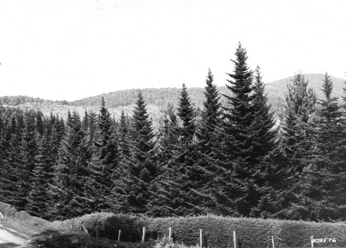 unca_forestry-1935.jp2