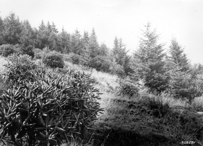 unca_forestry-1960.jp2