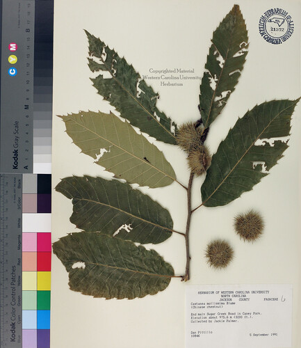 wcu-herbarium4.jpg