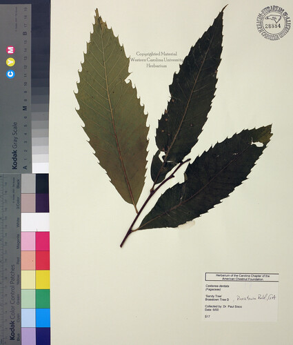 wcu-herbarium42.jpg