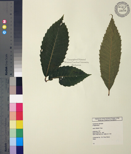 wcu-herbarium47.jpg