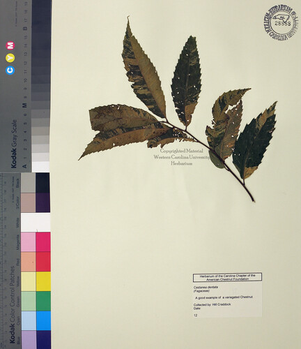wcu-herbarium48.jpg