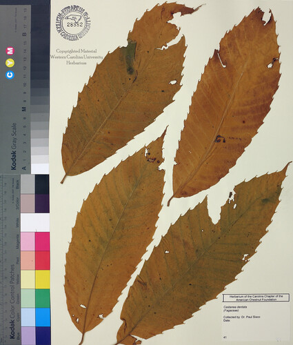 wcu-herbarium49.jpg