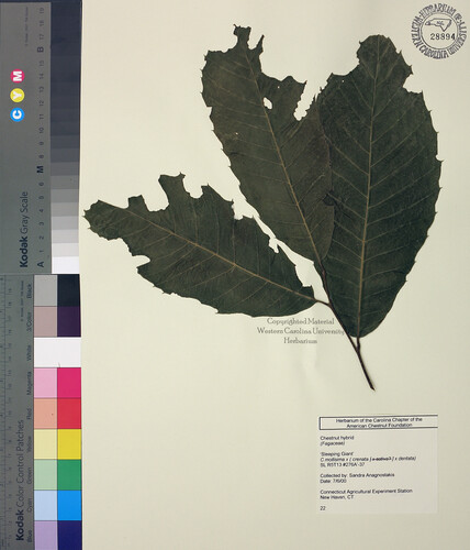 wcu-herbarium58.jpg