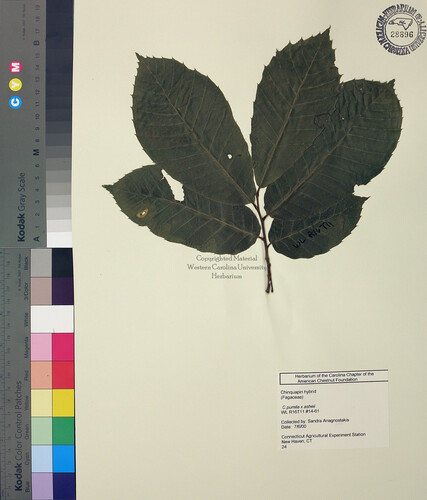 wcu-herbarium59.jpg