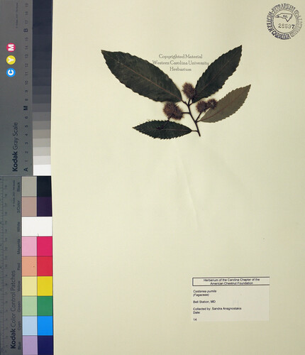 wcu-herbarium63.jpg