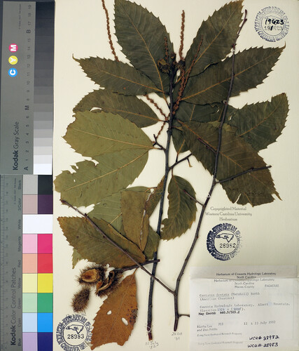 wcu-herbarium67.jpg
