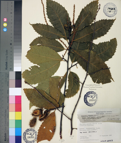 wcu-herbarium68.jpg