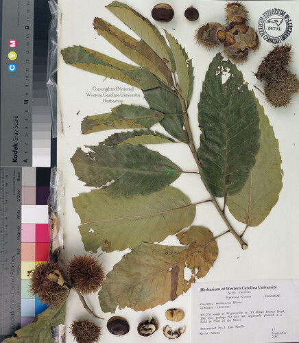 wcu-herbarium8.jpg