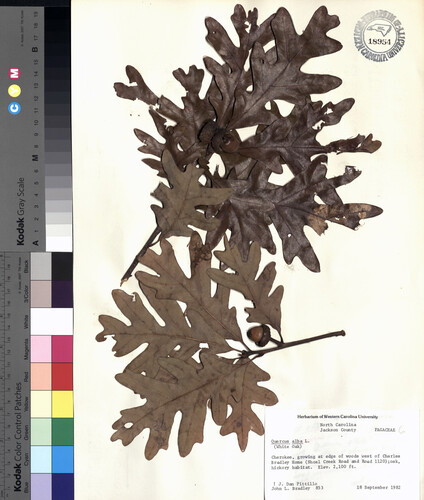 wcu-herbarium96.jpg