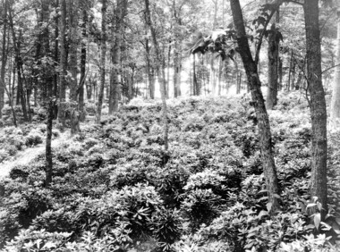 unca_forestry-1934.jp2
