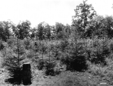 unca_forestry-1936.jp2