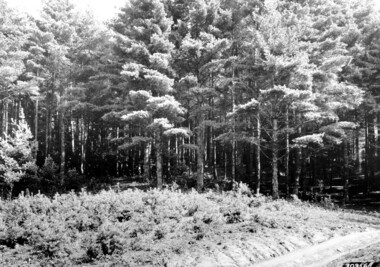 unca_forestry-1944.jp2