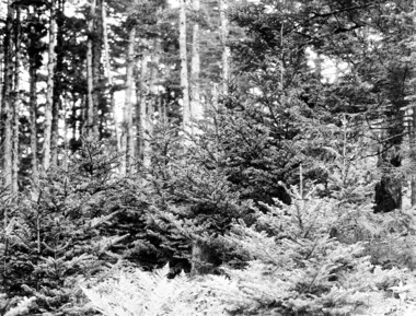 unca_forestry-1948.jp2