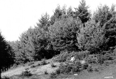 unca_forestry-1951.jp2
