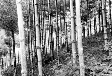 unca_forestry-1956.jp2