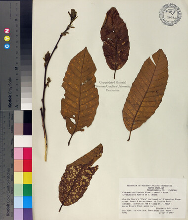 wcu-herbarium1.jpg