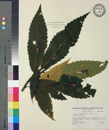 wcu-herbarium14.jpg