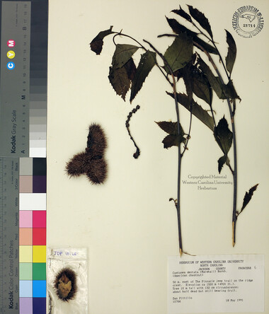 wcu-herbarium18.jpg