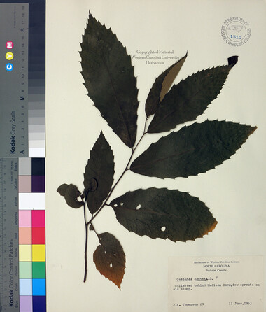 wcu-herbarium26.jpg