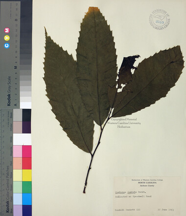 wcu-herbarium27.jpg