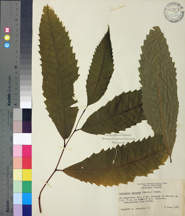 wcu-herbarium31.jpg