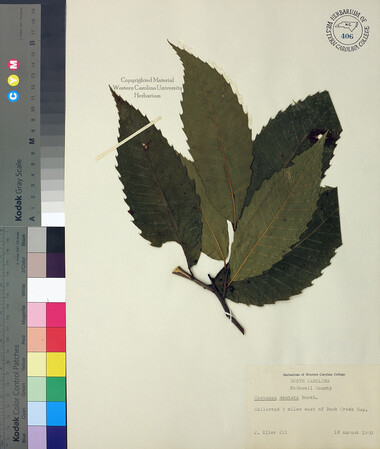 wcu-herbarium33.jpg