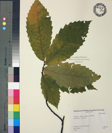 wcu-herbarium37.jpg