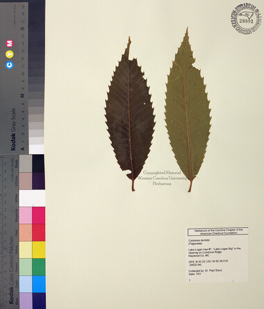 wcu-herbarium38.jpg