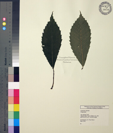 wcu-herbarium46.jpg