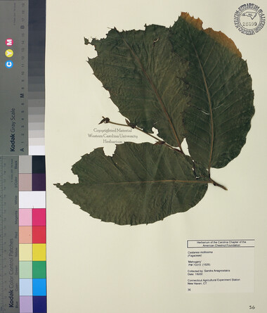 wcu-herbarium50.jpg