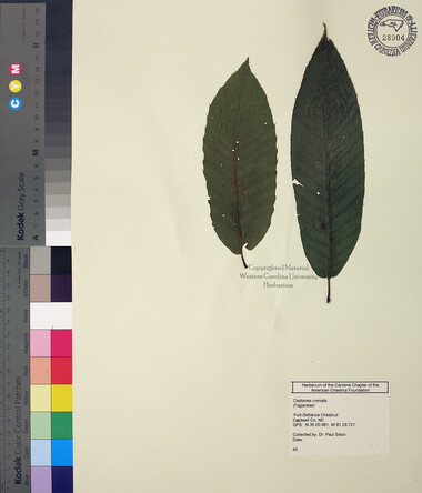 wcu-herbarium52.jpg