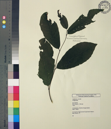 wcu-herbarium54.jpg