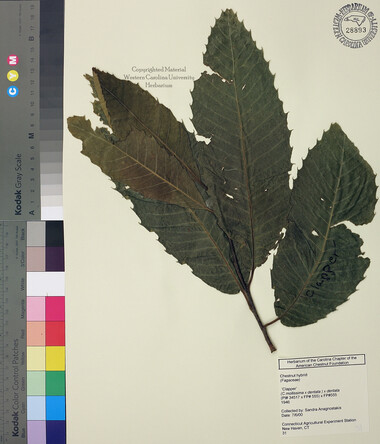 wcu-herbarium56.jpg