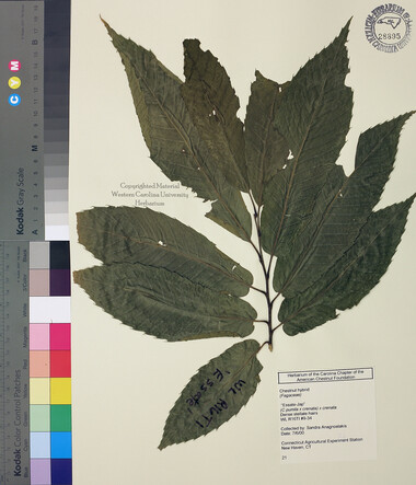 wcu-herbarium57.jpg