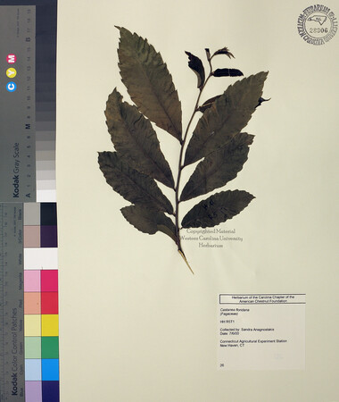 wcu-herbarium62.jpg