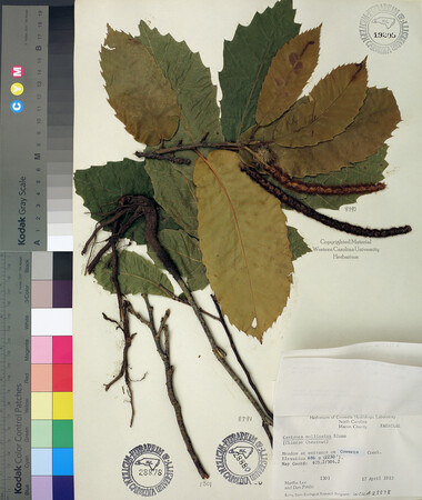 wcu-herbarium71.jpg