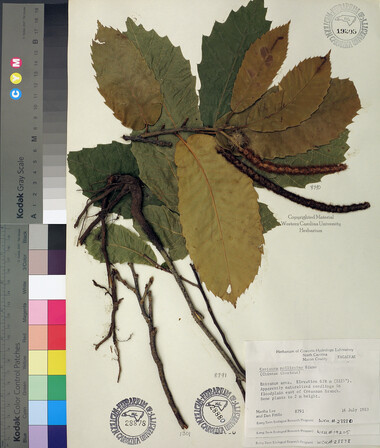 wcu-herbarium72.jpg