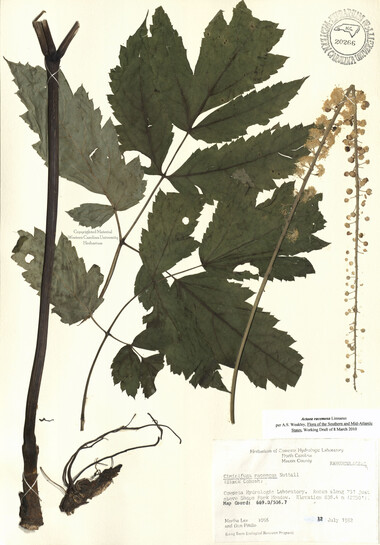 wcu-herbarium76.jpg