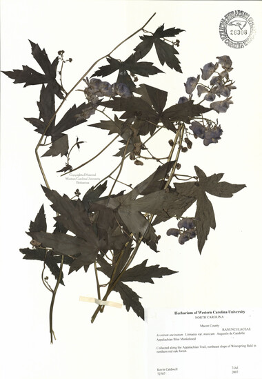 wcu-herbarium77.jpg