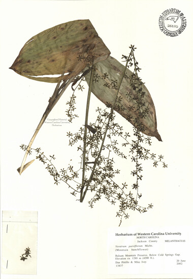 wcu-herbarium84.jpg