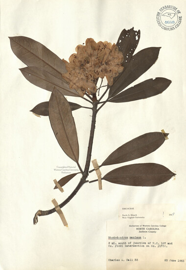 wcu-herbarium90.jpg