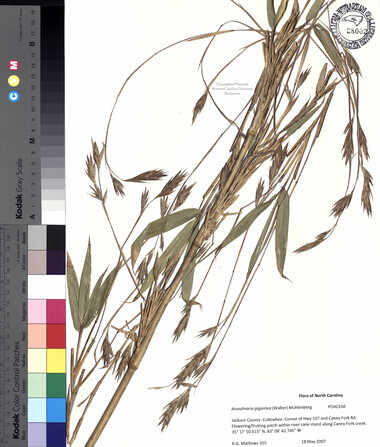 wcu-herbarium91.jpg