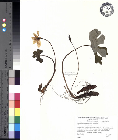 wcu-herbarium94.jpg