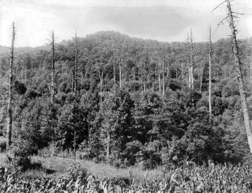 unca_forestry-1900.jp2