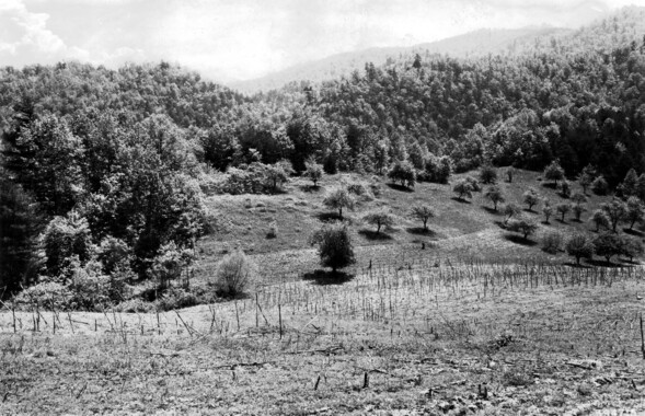 unca_forestry-1941.jp2