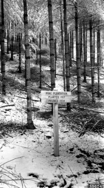 unca_forestry-1943.jp2