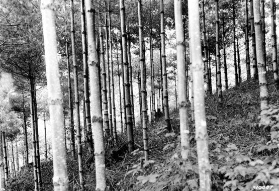 unca_forestry-1956.jp2