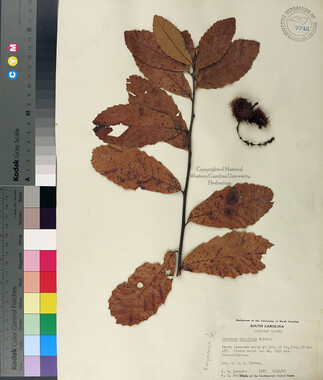 wcu-herbarium11.jpg